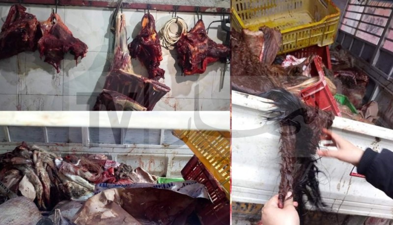 باتنة.. حجز لحوم حمير وأحصنة كانت موجهة للإستهلاك البشري