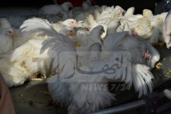 وزارة الفلاحة: عقد إجتماع لبحث إجراءات إستقرار فرع تربية الدواجن