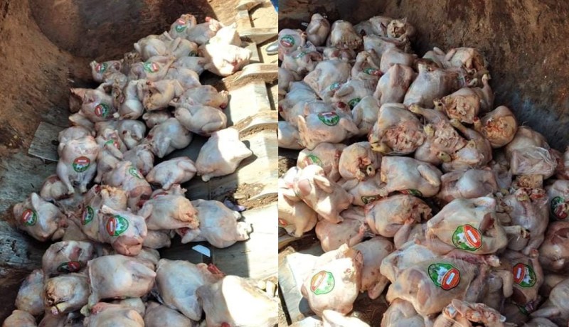 البيض: حجز 4 قناطير ونصف من اللحوم البيضاء والحمراء فاسدة