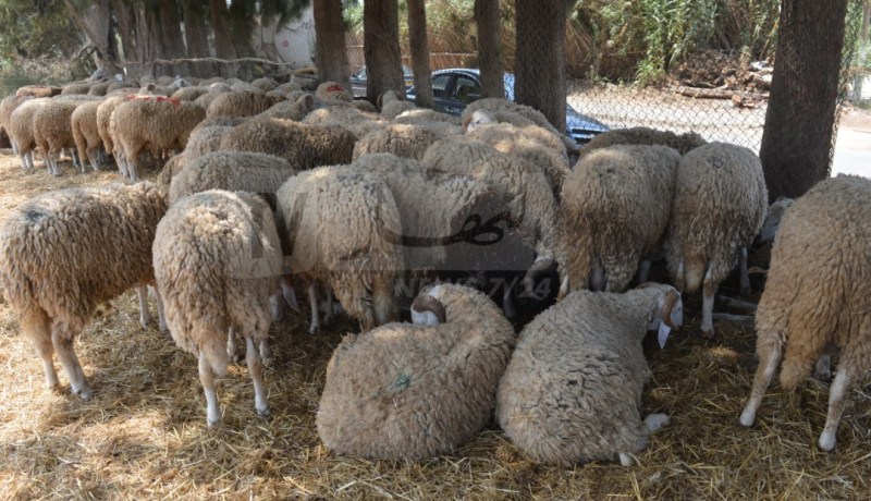 عين الدفلى.. استرجاع 47 رأسا من الغنم مسروقة من المسيلة