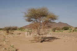 قرابة 170 ألف هكتار مقترحة على المستثمرين الفلاحيين في الجنوب