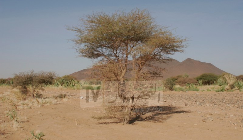 قرابة 170 ألف هكتار مقترحة على المستثمرين الفلاحيين في الجنوب