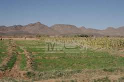 تخصيص أزيد من 134 ألف هكتار للزارعات الإستراتيجية بولايات الجنوب