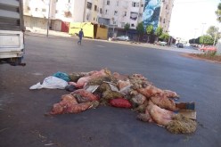 وزارة الصناعة تطلق مبادرة لجمع جلود الأضاحي