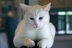 بالصورة.. هكذا قتلت قطة طفلة كانت تلعب معها