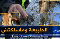 بالصور.. هكذا يتم إتلاف الاشجار بغابات سياحية وسط بني صاف
