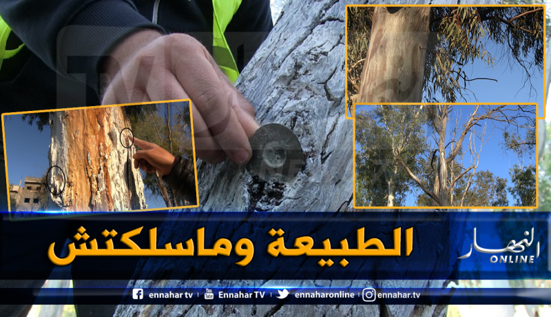 بالصور.. هكذا يتم إتلاف الاشجار بغابات سياحية وسط بني صاف