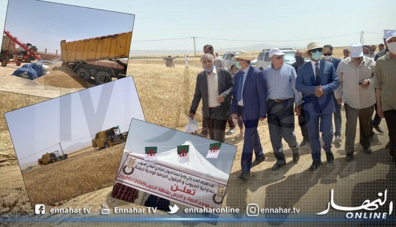 والي تبسة يعطي إشارة إنطلاق موسم الحصاد والدرس بمنطقة المرموثية