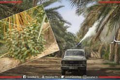 الوادي: حملة معالجة قرابة مليون ونصف نخلة من داء البوفروة وسوسة التمر