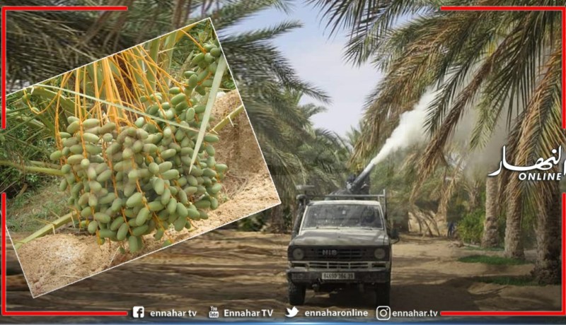 الوادي: حملة معالجة قرابة مليون ونصف نخلة من داء البوفروة وسوسة التمر