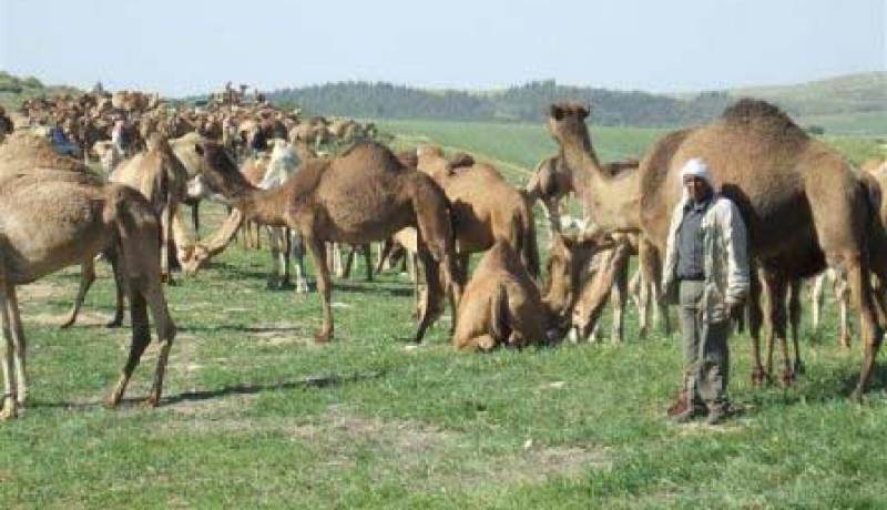 موّالون يُمنعون من الرعي في بسكرة والجلفة وأمراء يعبثون في المنطقة
