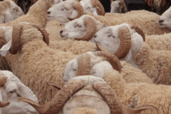 نائب رئيس فدرالية مربي المواشي :” أسعار الأضاحي بين 3 ملايين ونصف إلى 9 ملايين سنتم”