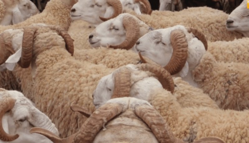 نائب رئيس فدرالية مربي المواشي :” أسعار الأضاحي بين 3 ملايين ونصف إلى 9 ملايين سنتم”