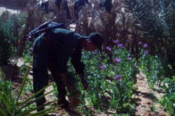 بعض الفلاحين يستغلون اموال الدعم الفلاحي لتمويل حقول المخدرات