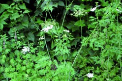 مصرع امرأة بعد تناولها عشبة سامة في عنابة