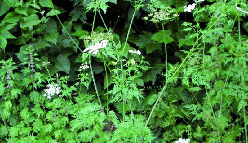 مصرع امرأة بعد تناولها عشبة سامة في عنابة