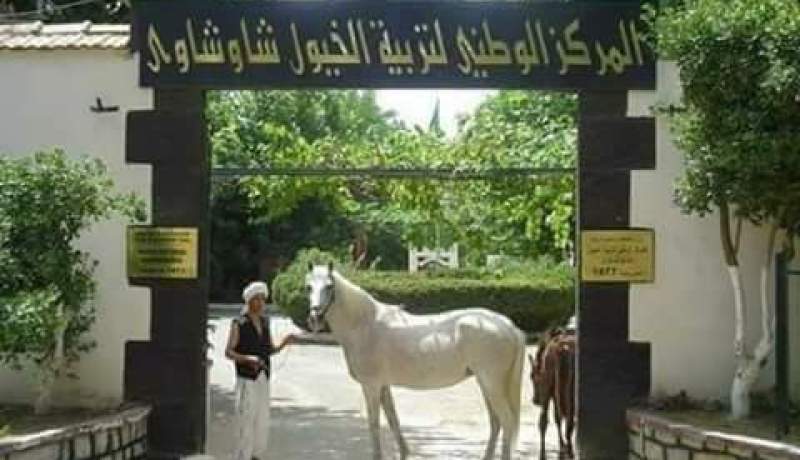 إنهاء مهام مدير مركز تربية الخيول بتيارت