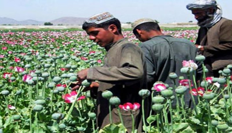 أفغانستان وإيران من أكثر الدول التي تواجه خطر المخدرات