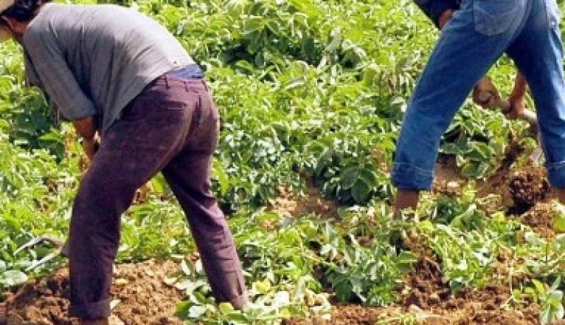 الفلاحة تمسح ديون الموتى