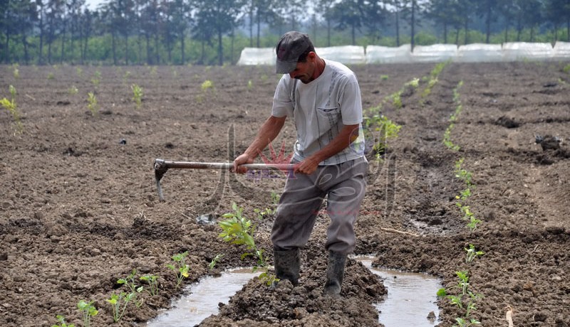 ألف و100 مليار ديون مديرية أملاك الدولة لدى الفلاحين