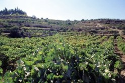 تحسيس الفلاحين بجهاز الدعم الفلاحي والاستثمار الإنتاجي في لقاء بالمدية