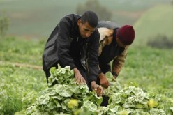 القوائم الإسمية للفلاحين المقصيين من مسح الديون تُنشر بالمقاهي والبلديات