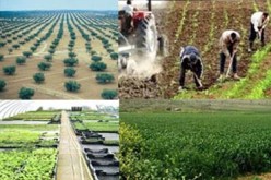 إطلاق مشروع جهوي للتنمية الفلاحية   انطلاقا من الجزائر في مطلع 2014