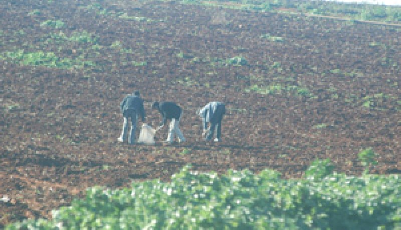 الخسائر تتجاوز 60 الف هكتار من المساحات المزروعة بعين الدفلى