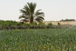 تندرج ضمن مبدأ “التداول على المسؤولية” … وزير الفلاحة يقيل المدير العام للصندوق الوطني للتعاضد الفلاحي