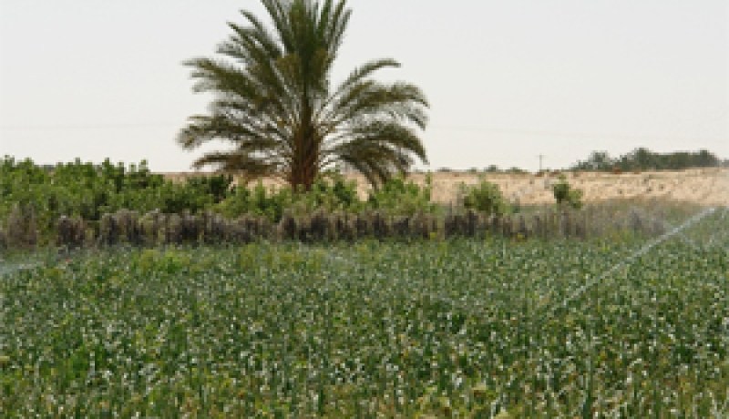تندرج ضمن مبدأ “التداول على المسؤولية” … وزير الفلاحة يقيل المدير العام للصندوق الوطني للتعاضد الفلاحي