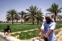 فلاحو تقرت يطالبون بالحماية