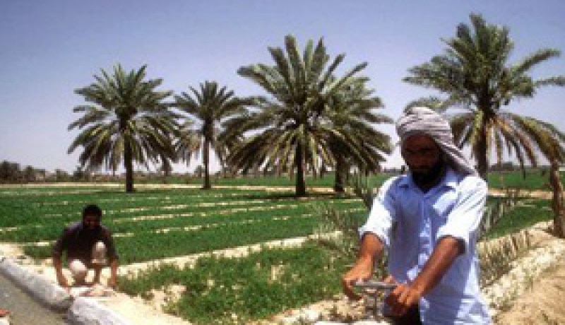 فلاحو تقرت يطالبون بالحماية