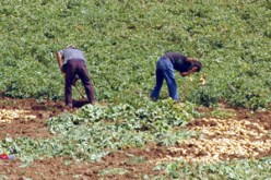 فلاحة وفد من المتعاملين المغربيين في زيارة للجزائر قبل نهاية 2011