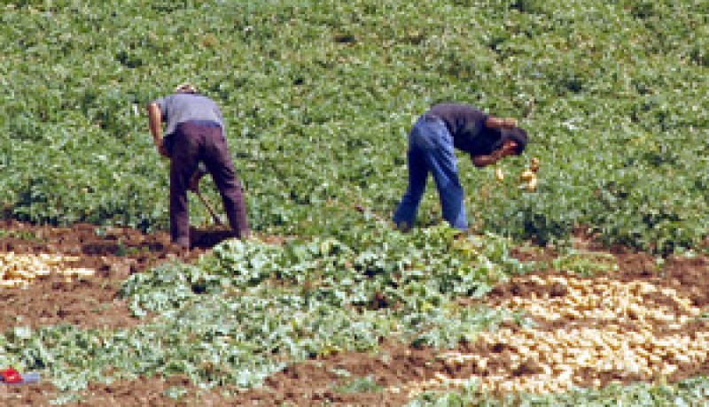 فلاحة وفد من المتعاملين المغربيين في زيارة للجزائر قبل نهاية 2011