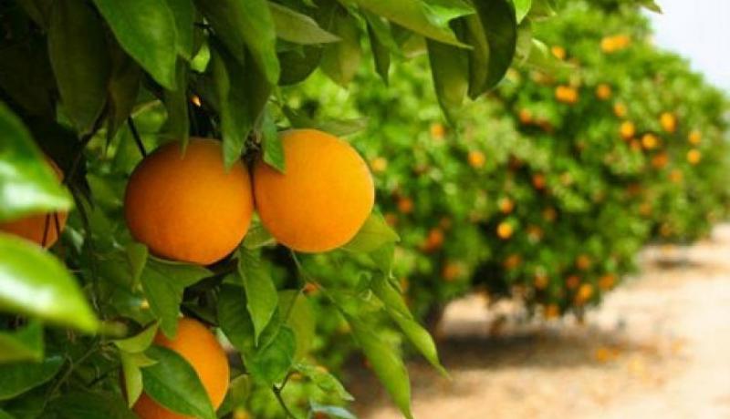 400 ألف قنطار محصول الحمضيات بالطارف