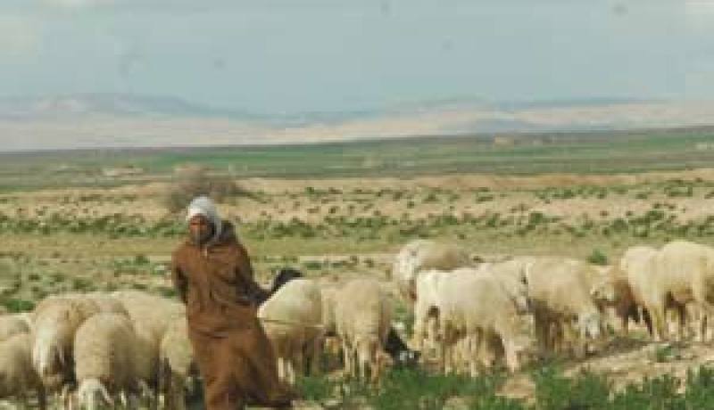 مساحات رعوية بالنعامة تتعرض للاستنزاف في غياب قوانين الردع