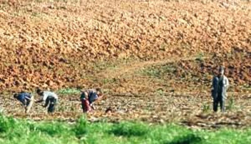 إنجاز جديد من المسالك الفلاحية بطول 260 كلم