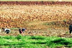 استفادة 14 ألف فلاح وموال من الدعم المالي بالمسيلة