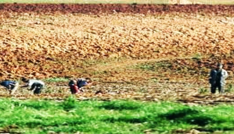 استفادة 14 ألف فلاح وموال من الدعم المالي بالمسيلة