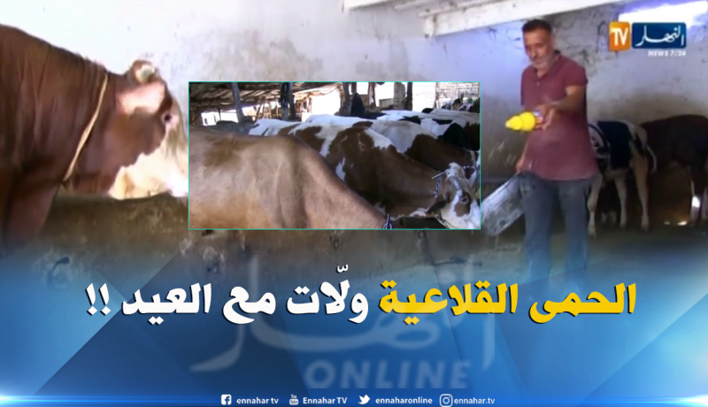 تسجيل حالات الحمى القلاعية مع إقتراب عيد الأضحى ..لماذا !!؟