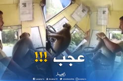 بالفيديو ..قرد يقود حافلة لنقل المسافرين في الهند !