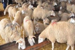 مليون رأس من الماشية مهدّدة بأمراض الماشية المغربية في تلمسان