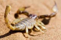 تسجيل 371 إصابة بالتسمم العقربي منذ بداية السنة بولاية النعامة