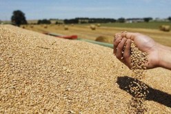 حبوب:  إنتاج قياسي ب1,6 مليون قنطار بقسنطينة