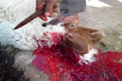 عيد الأضحى يقلل الاحتباس الحراري