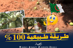 تيارت: فلاح يبتكر طريقة طبيعية لمكافحة الحشرات بالأشجار المثمرة