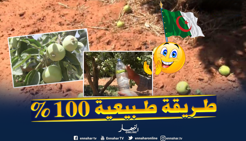 تيارت: فلاح يبتكر طريقة طبيعية لمكافحة الحشرات بالأشجار المثمرة
