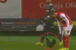 بالفيديو.. دجاجة توقف مباراة