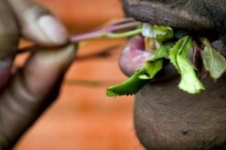 اليمن يسعى للتخلص من القات نهائياً في 2033