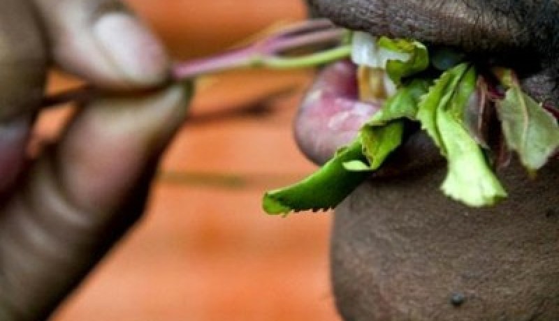 اليمن يسعى للتخلص من القات نهائياً في 2033